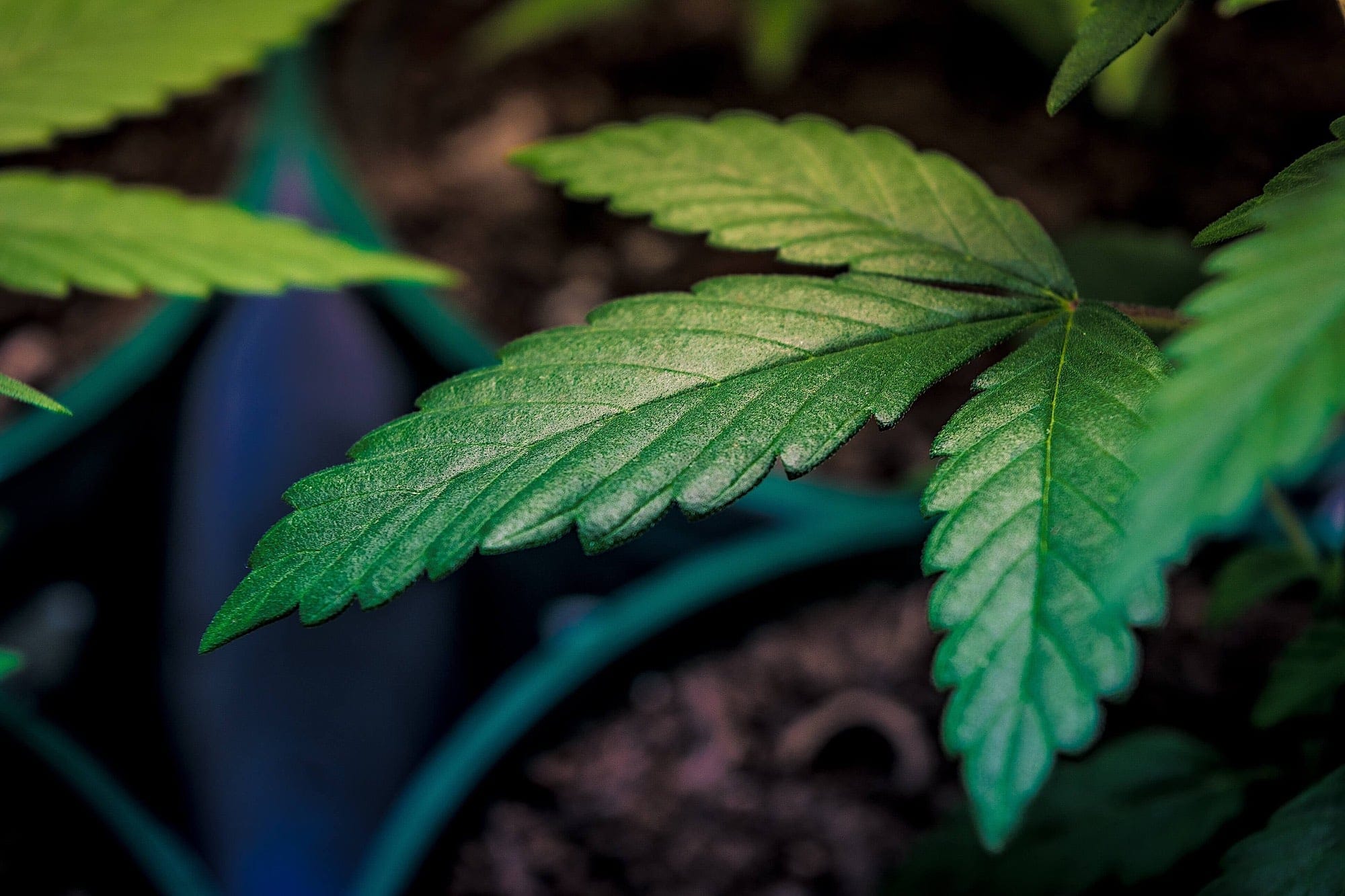 Las marcas que llevarán Cannabis a los Oscar