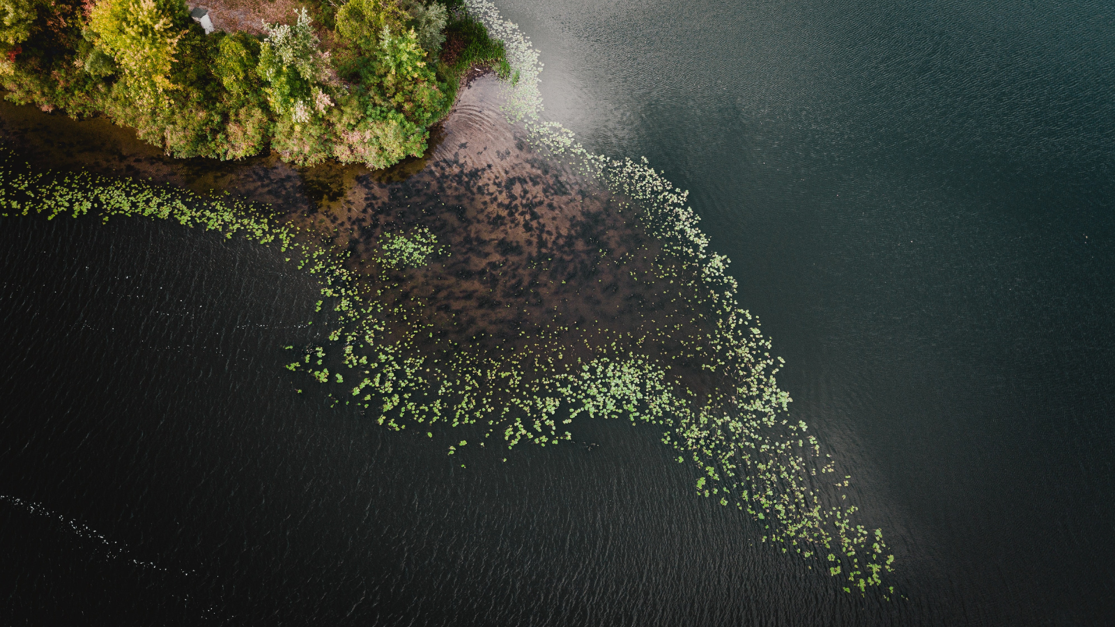 Siete startups fueron seleccionadas para participar en el programa Innovation for Ecosystem Restoration: Latam 2023