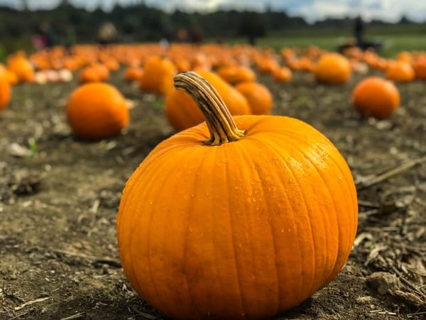 El hit de las exportaciones mexicanas en Halloween: la calabaza