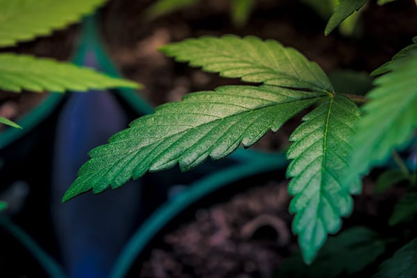 Las marcas que llevarán Cannabis a los Oscar